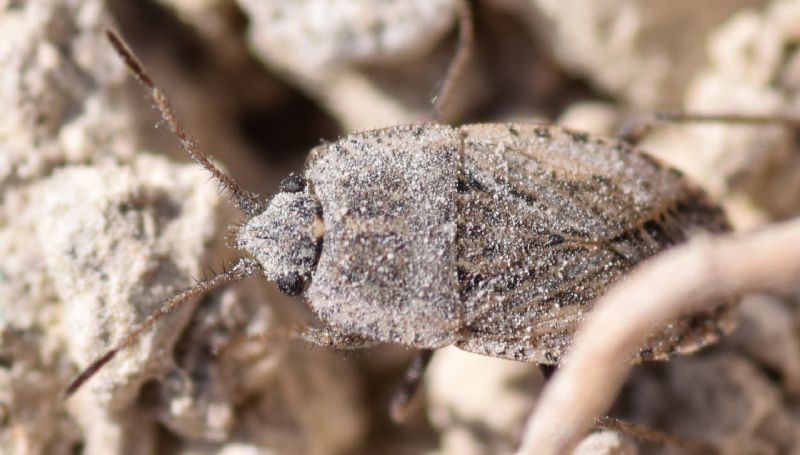 Lygaeidae: Emblethis ciliatus Horvath, 1875